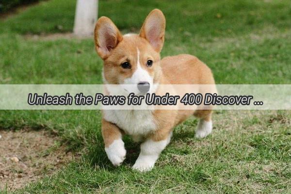 Unleash the Paws for Under 400 Discover the Perfect Dog on a Budget